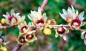 Chimonanthus Praecox Flower Seeds Heirloom Non GMO Planting - 100 for planting in home garden